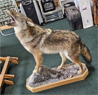 Mounted Taxidermy Coyote