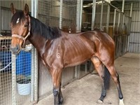 (VIC) PRINCESS RUBY - THOROUGHBRED FILLY