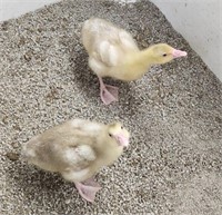 1 Male,1 Female-SEBASTAPOL Goslings