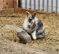 Unsexed-Adult Bunny-Lionhead or Lionhead Mix