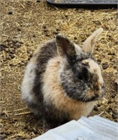 Unsexed-Adult Bunny-Lionhead or Lionhead Mix