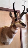 Shoulder Mount, Pronghorn