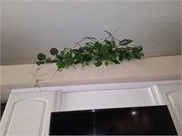 SHELF PLANTS