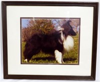 Picture of Sheltie in Frame 13.5x16