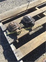 (2) SMALL PAINTED TURTLE CONCRETE STATUES