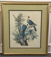 White-Crested Turaco birds framed print by Marion