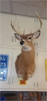 11 point deer head wall mount.