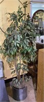 Six foot faux ficus tree in a grey ceramic