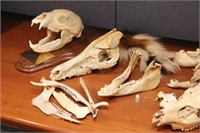 lot of skeleton pieces - mostly whitetail skulls