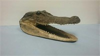 Taxidermy Aligator Head With Real Teeth