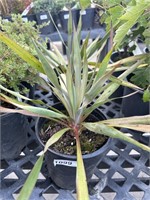 2 Lots of 1 ea 1 Gal Yucca Silver Anniversary