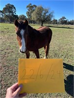(NSW) ROY - BRUMBY COLT