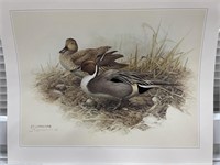 “ Pintail Ducks” J Fenwick Lansdowne , A Special