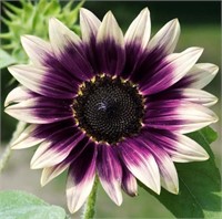 50+ Seeds Mix Pack Varieties Pink Purple Sunflower