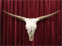 Authentic Long Horn Bull Skull - 22" x 33"w