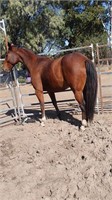 (VIC) BUDDY - STANDARDBRED GELDING