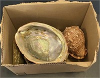 Decorative Shells, Largest 8”