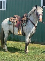 Rooster; Appaloosa Gelding Pony