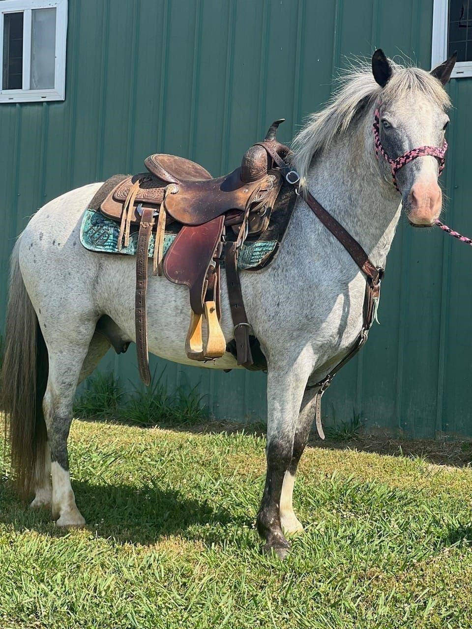 American Made Livestock Market RIDING HORSE SPECIAL