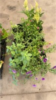 Flat of 6" assorted annuals