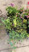 Flat of 6" assorted annuals