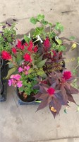 Flat of 6" assorted annuals