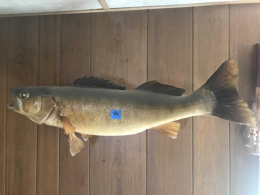 Canadian Walleye Yellow Pike Wall Mount