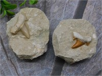 SHARK TEETH IN MATRIX ROCK STONE LAPIDARY SPECIMEN