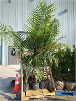 Large Palm