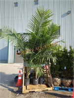 Large Palm