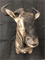 Black Wildebeest Taxidermy Mount - Ex. Condition