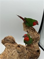 Pair Red throated parrot finches