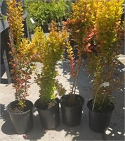 4 Lots /1ea 1 Gal Orange Torch Barberry