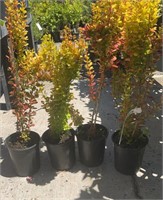 4 Lots /1ea 1 Gal Orange Torch Barberry