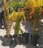 4 Lots /1ea 1 Gal Orange Torch Barberry