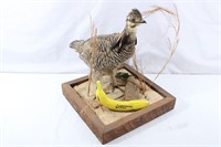 Taxidermy "Prarie Chicken" Grouse Mount