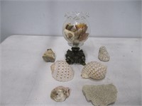 VASE & SEA SHELL COLLECTION