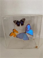 Encased Butterflies