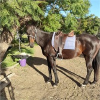 (QLD) MAGGIE - THOROUGHBRED MARE
