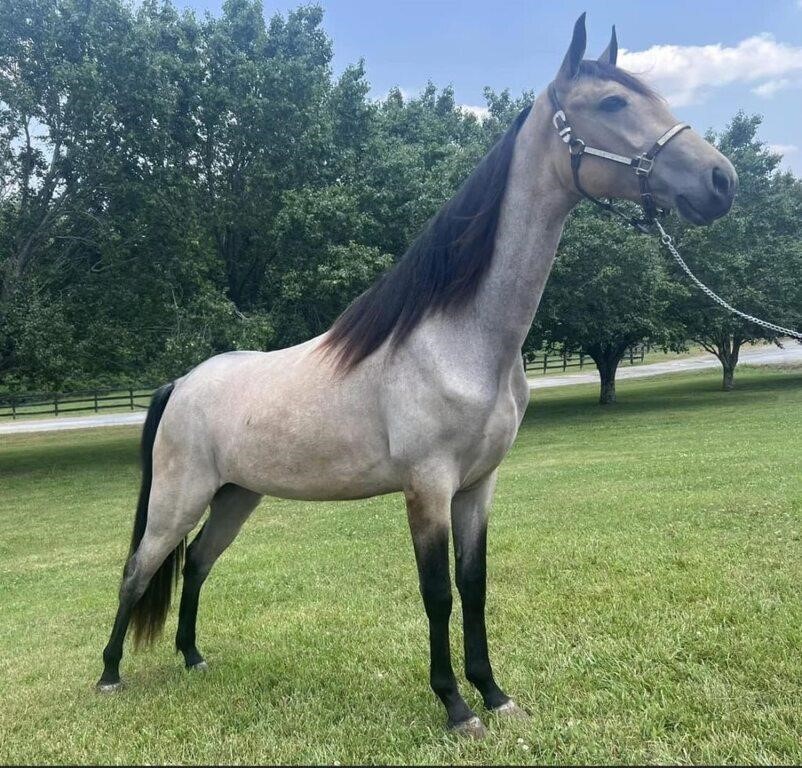 West Ky Flat Shod Horse Sale 9.23.2023