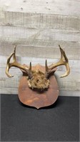 Mounted 8 Point White Tailed Deer Antlers 13.5" Wi