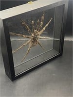 Spider, Natural, Decor, Collectible, Arachnid