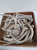 Group of small antlers