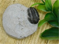 TRILOBITE FOSSIL ROCK STONE LAPIDARY SPECIMEN