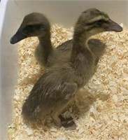 2 Unsexed- Barnyard Ducklings