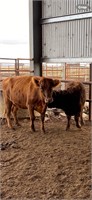 (VIC)  THELMA & LOUISE - HIGHLAND COW & HEIFER