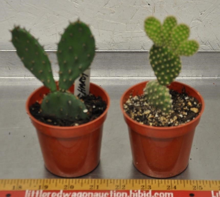 2 cactus plants
