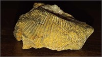 Fossil 1.25 inch by 1 inch by .5 inch