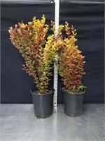 25 and 26 in Japanese Barberry