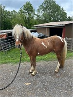 grayson highlands gelding pony